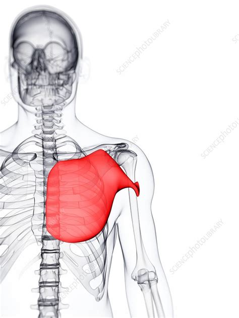 Chest Muscle Artwork Stock Image F0063429 Science Photo Library
