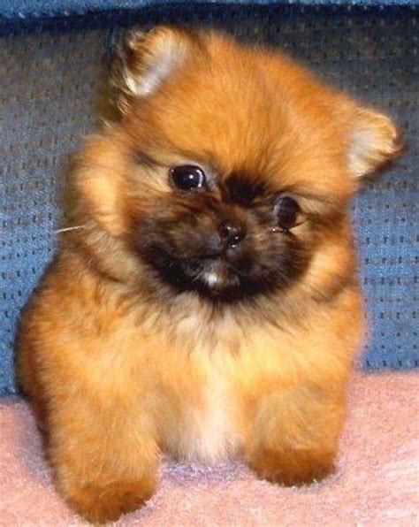 16 Pomeranian Mixes All Different Kinds Of Pomi Perfection Pom Dog