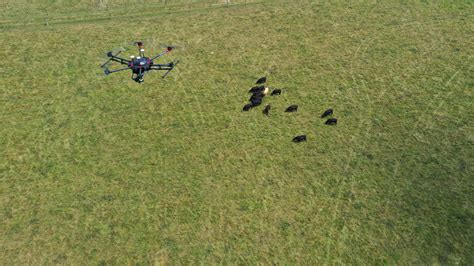 The Drones Watching Over Cattle Where Cowbabes Cannot Reach