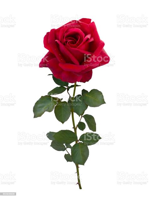Dark Red Rose Isolated On White Background Stock Photo Download Image