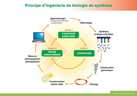 La Biologie De Synthèse Semae Pédagogie