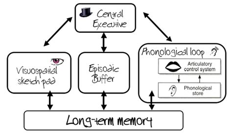 Image result for working memory model psychology
