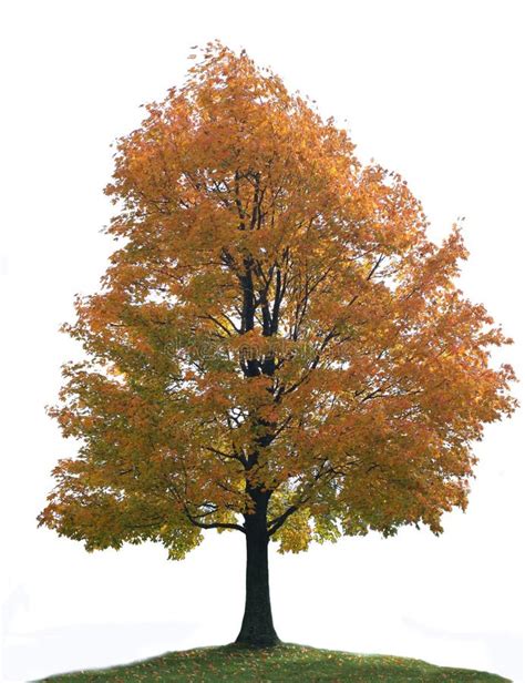 Maple Tree Isolated Stock Photo Image Of Isolated Foliage 16406564