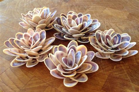 35 Adorable Diy Shell Projects For Beach Inspired Decor Shell Crafts