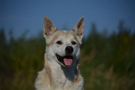 Check spelling or type a new query. Notfalldokumente Vordruck - Deutsche Ubersetzungen Canine ...
