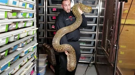 How Long Does It Take A Burmese Python To Grow