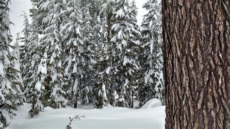Free Images Tree Nature Forest Outdoor Branch Snow Cold Winter