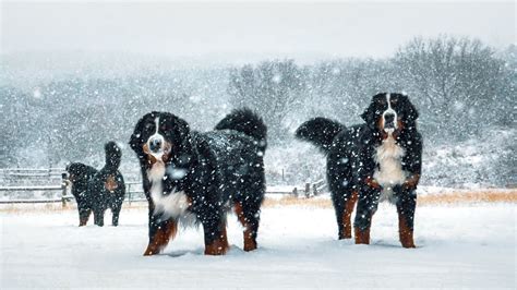 Spring Snow Day Life With 14 Bernese Mountain Dogs Ep 6 Vlog016