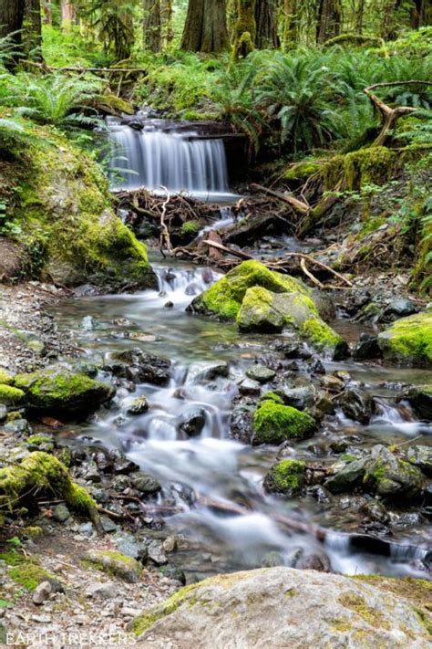 How To Hike The Staircase Rapids Loop In Olympic National Park Earth