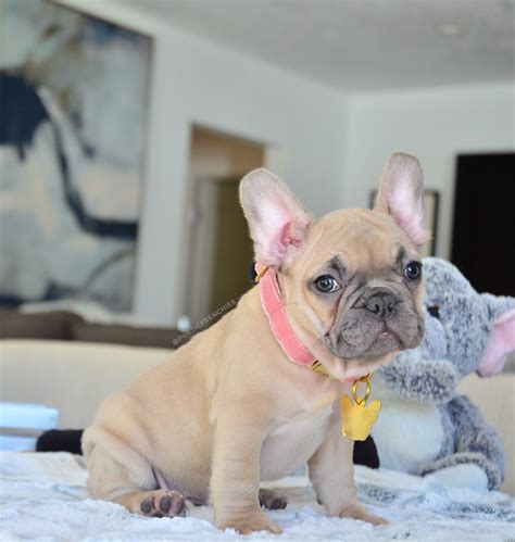 French Bulldog Puppies Fawn Pets Lovers