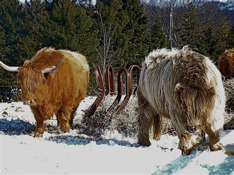 Stunning Scottish Highland Cattle Artwork For Sale On