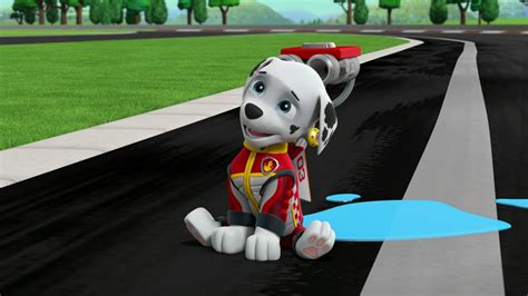 Marshall Helps The Whoosh Paw Patrol Ready Race Rescue 2019 Youtube