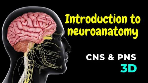 Nervous System Cns Pns Introduction To Neuroanatomy 3d Youtube