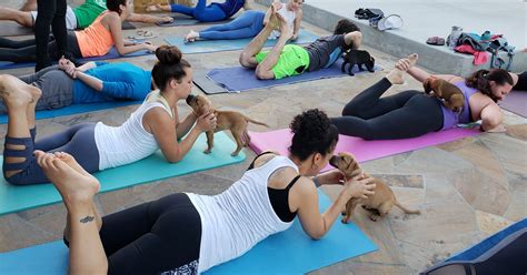 Dog Yoga In Asbury Park Doggy Noses And Yoga Poses Comes To Jersey Shore