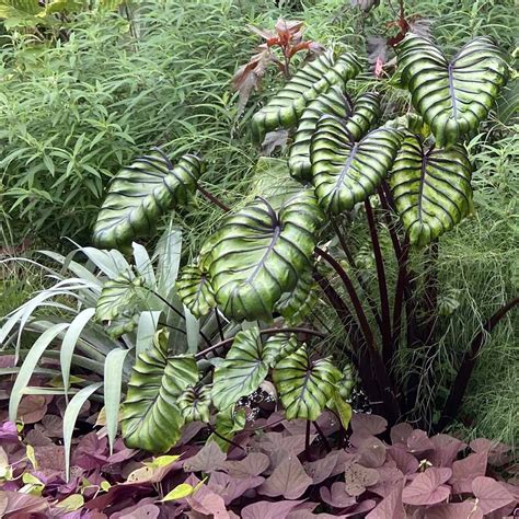 Colocasia - Pharaohs Mask Elephant Ears - Sugar Creek Gardens