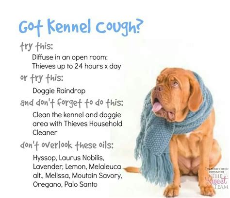 How To Help Kennel Cough In Puppies Home And Garden Reference
