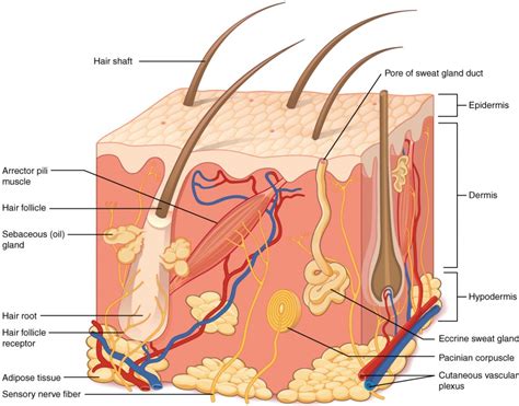 Layers Of The Skin Anatomy And Physiology