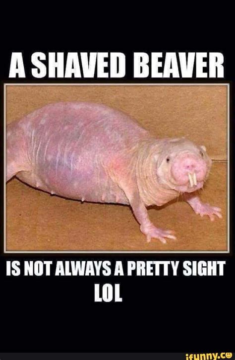 A SHAVED BEAVER IS NOT ALWAYS A PRETTY SIGHT IFunny