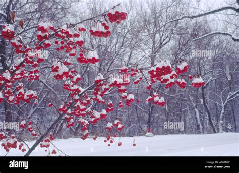 Crab Apple Tree During Winter Snow Storm Stock Photo Alamy