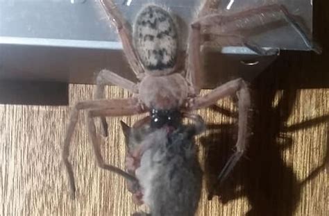 Terrifying Images Show Enormous Spider Eating A Possum In Australia
