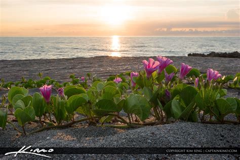 Flowers On Florida Beach Hdr Photography By Captain Kimo