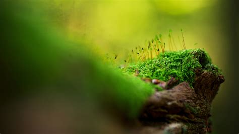 Beautiful Tree Moss High Definition Wallpapers Hd Wallpapers