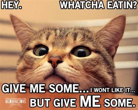1000 Images About Meow Meow Phrases On Pinterest Shops Cats And