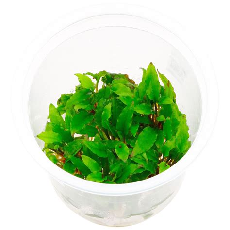 Bahas tanaman cryptocoryne wendtii brown, tanaman yang sangat populer, dan juga terkenal tanaman untuk aquascape. Cryptocoryne wendtii "Green" - Pot | Aquasabi ...