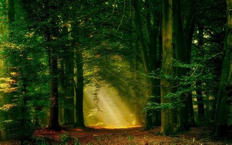 Sunlight Trees Landscape Forest Nature Branch Green Morning