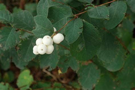 Common Snowberry Symphoricarpos Albus
