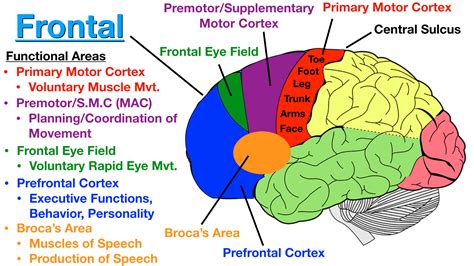 Lobes Of The Brain Cerebral Cortex Anatomy Function Labeled Diagram Ezmed