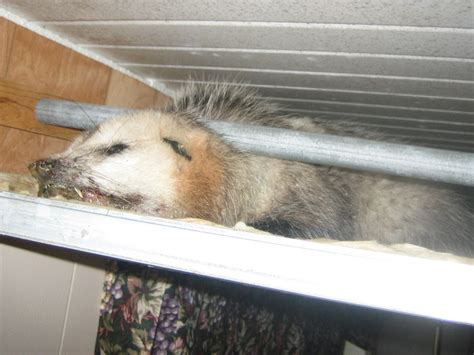 Dead Animal Photograph Heres A Lovely Sight A Dead Opossum In A