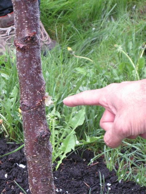You also learned from growing peaches in north carolina that the wild plums behind your home can also be a vector of the disease. Yikes! Canker on plum tree... | Flickr - Photo Sharing!