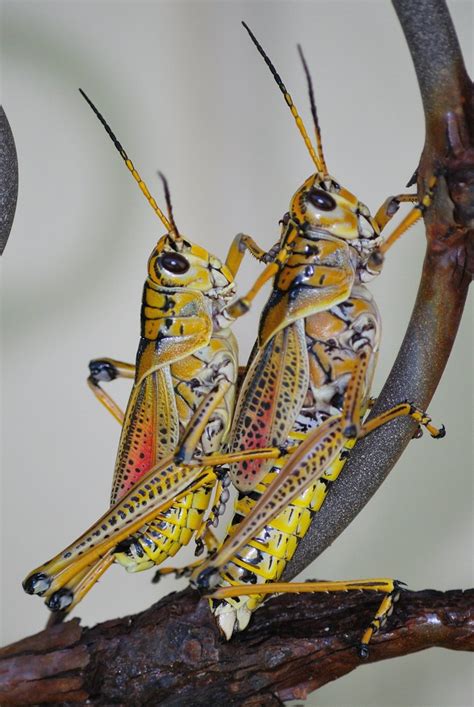Delany the top of its head is mostly blackish with a light median stripe. Eastern Lubber Grasshoppers (Romalea Microptera Beauvois ...