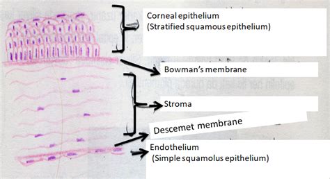 Cornea Histology Labeled