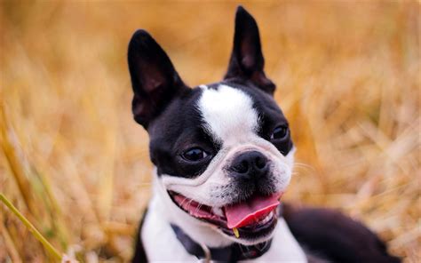Download Wallpapers Boston Terrier Close Up Bokeh Dogs Cute Animals