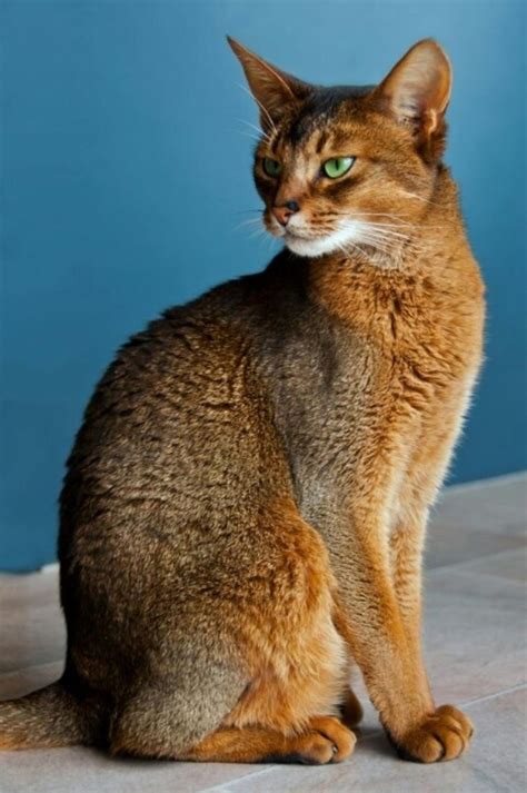 Abyssinian Abyssinian Cats Best Cat Breeds Cat Breeds