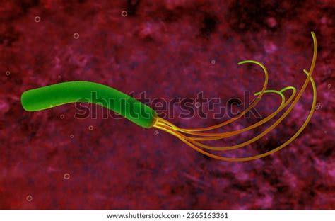 3d Illustration Pseudomonas Aeruginosa Bacteria Stock Illustration