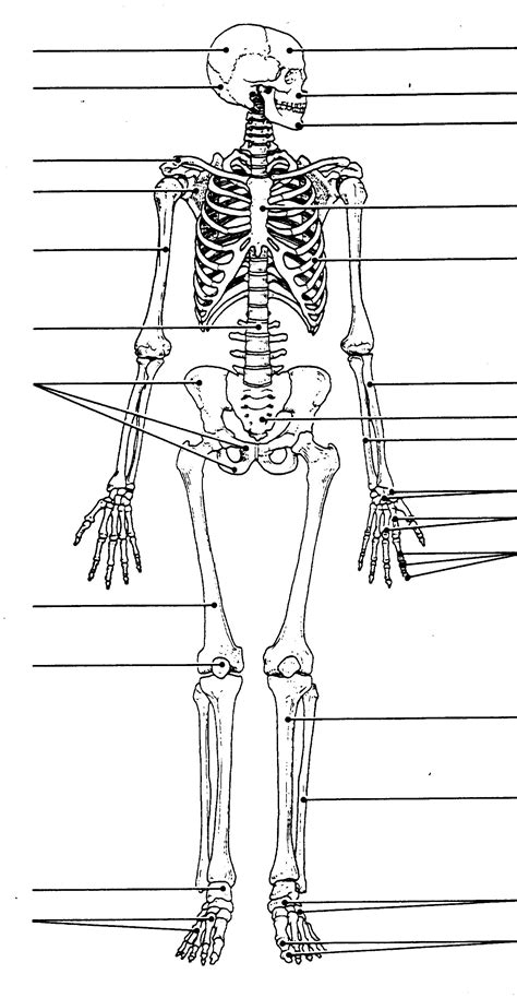 Printable Human Skeleton Diagram Unlabeled
