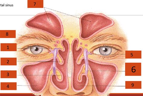 Ent Block 1 Sinuses Diagram Quizlet