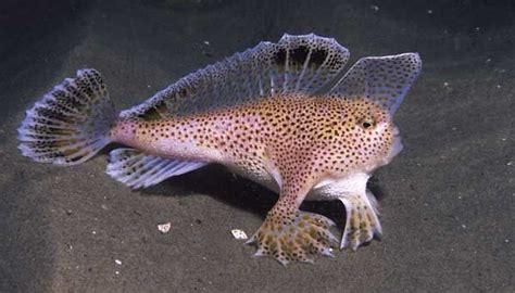 The Tasmanian Spotted Handfish Uses Its Hands To Walk Along The Ocean