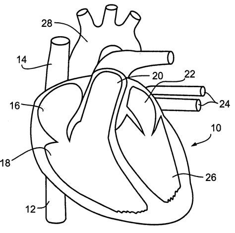 Circulatory System Drawing At Getdrawings Free Download
