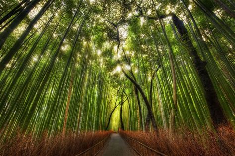 3840x2160 Resolution Bamboo Forest Landscape Nature Bamboo Forest
