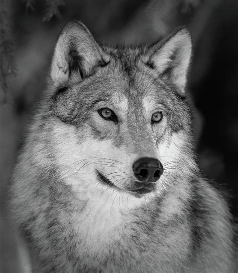 Grey Wolf Bw Portrait Photograph By Athena Mckinzie Pixels