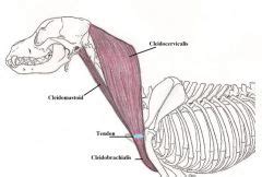 However, the muscle names often reflect something about their action, their shape, or their locations. Canine Muscles and their Actions Flashcards - Cram.com