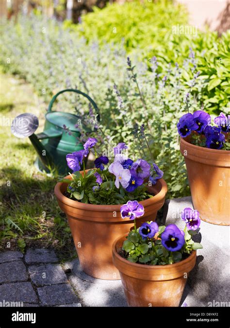 Purple Pansies In Flower Pots Stock Photo Alamy