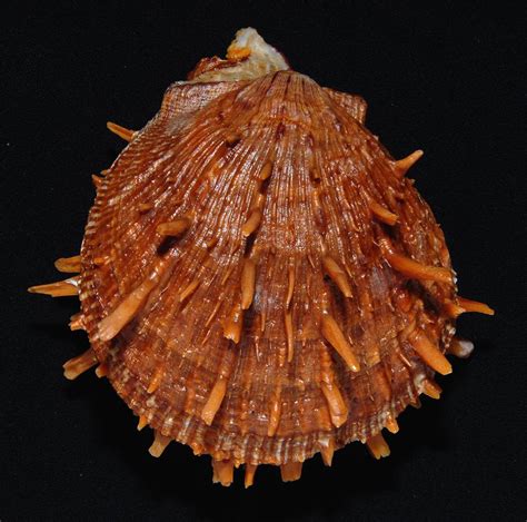 Gallery Of Shells Collection 5