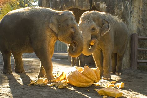 Predators can more easily attack, kill and eat baby elephants—but usually their mothers and family members are watching closely and will not allow that to happen. Squishing of the Squash | Oregon Zoo