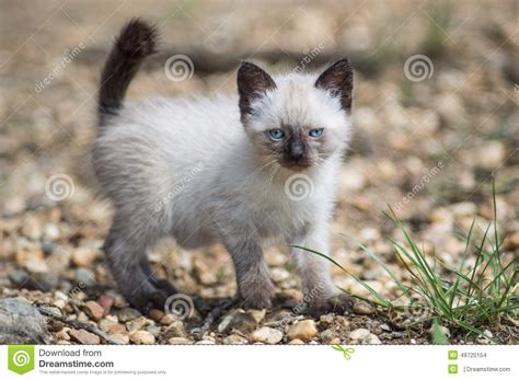 Siamese Cat Stock Photo Image 49720154