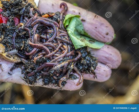 Earthworms From The Worm Tower Stock Photo Image Of Worms Composting